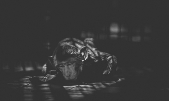 Cuộc sống cô độc của động vật trong sở thú ở Bangladesh