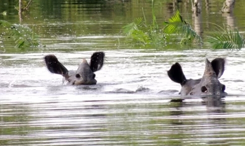 Động vật hoang dã chết la liệt do ngập lụt ở công viên Ấn Độ