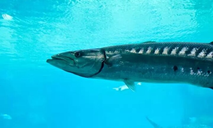 Ảnh: 10 loài động vật bơi cực nhanh trong đại dương