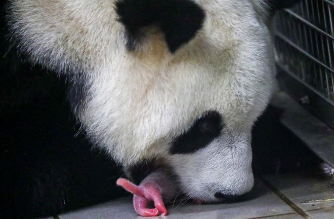 Gấu trúc sinh đôi 'cực kỳ hiếm gặp' tại vườn thú Bỉ