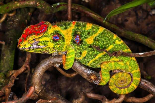 Madagascar: 'Thiên đường' của những loài động vật kỳ lạ