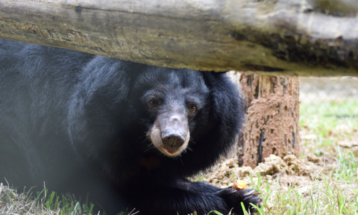 Sao điện ảnh Mỹ gốc Việt Maggie Q đặt tên cho gấu ngựa tại Việt Nam