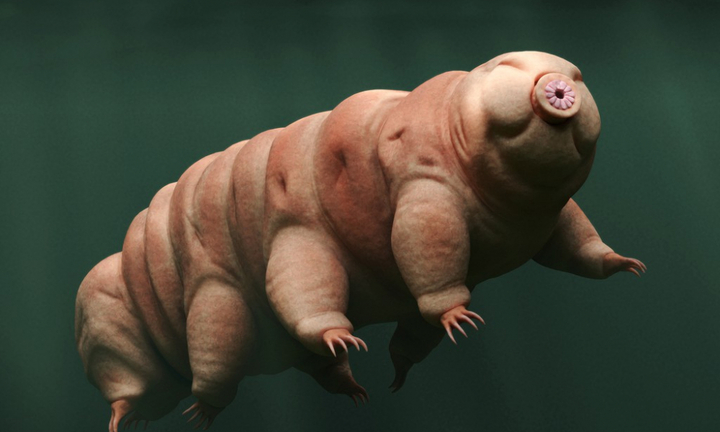 DNA của 'sinh vật bất tử' có thể giúp con người sống trên Hỏa tinh