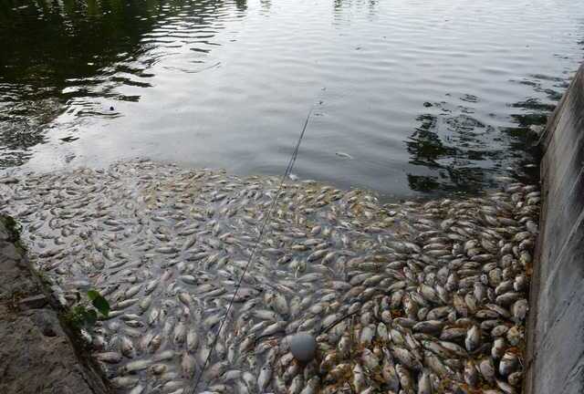 Cá chết nổi trắng hồ, bốc mùi hôi thối ở công viên trung tâm Đà Nẵng