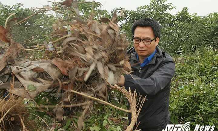 Phó Thủ tướng Vũ Đức Đam xắn tay áo phát cỏ cùng 500 sinh viên