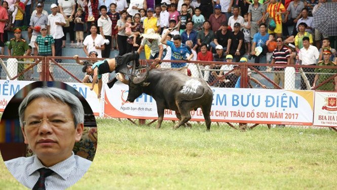 Văn hoá, nhìn từ hội chọi trâu: Rất gần sự phản phúc, bạc tình