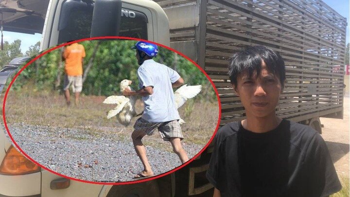 'Hôi vịt' trên xe tải bị lật ở Quảng Bình: ‘Có người bắt đến chục con, lái xe chạy theo van xin mà không được'