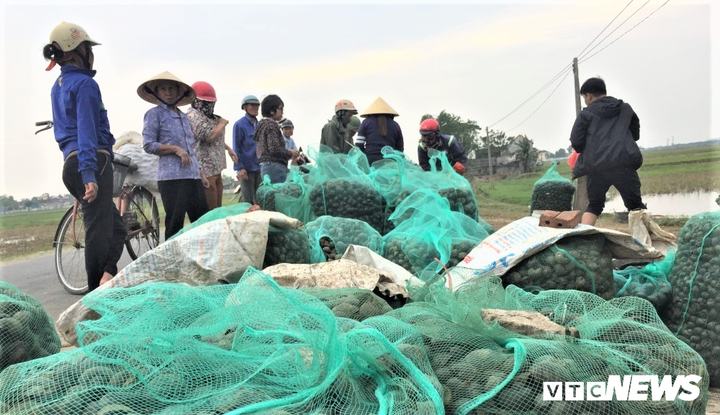 Dân Hà Tĩnh đổ xô ra đồng bắt ốc bươu vàng hại lúa