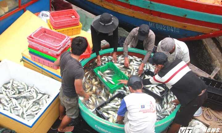 Ảnh: Tàu thuyền Hà Tĩnh đầy ắp cá sau sự cố môi trường biển