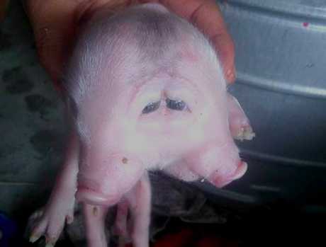 Đổ xô đi xem lợn quái dị ở Nghệ An