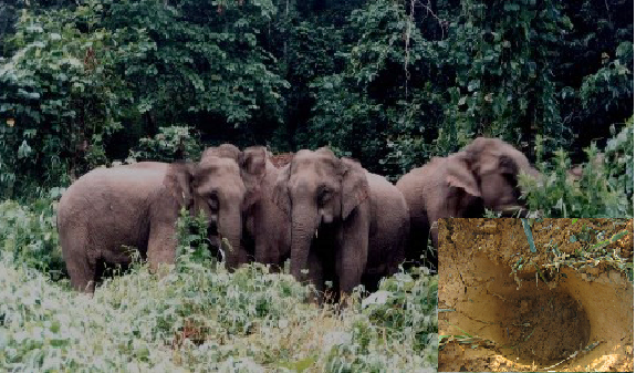 Voi rừng liên tục 'quấy rối' vườn dân tại Nghệ An