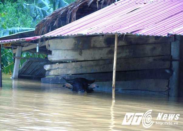 Những hình ảnh thương trào nước mắt từ 'rốn lũ' Hà Tĩnh