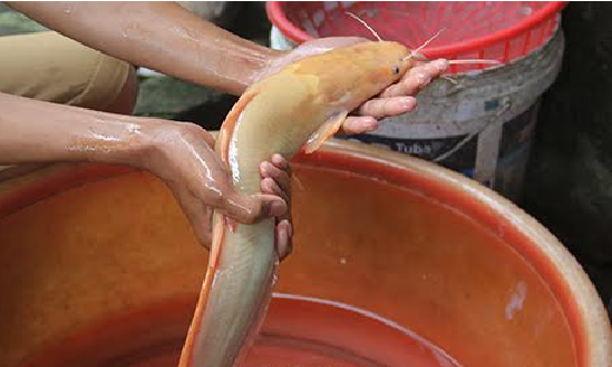 Chàng trai Nghệ An câu được cá trê vàng quý hiếm