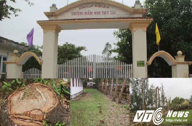 Đốn hạ gần 100 cây xanh chở về nhà: Cô giáo mầm non và phó hội phụ huynh bị xử phạt