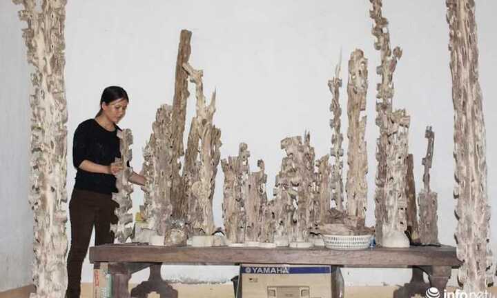 Đại gia vung tiền mua dó trầm giá trăm triệu đồng ở Hà Tĩnh