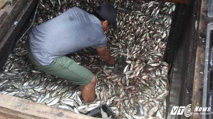 Ngư dân Hà Tĩnh thu bạc triệu mỗi ngày từ 'lộc biển'