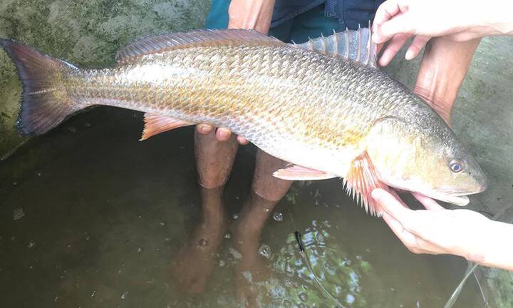 Câu được cá nghi cá sủ vàng, thương lái trả 450 triệu đồng chưa bán