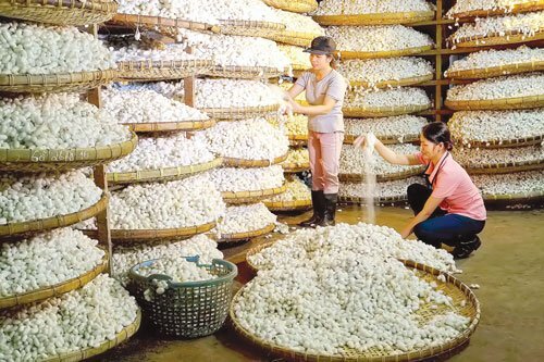 Tơ tằm Việt Nam và nỗi lo từ Trung Quốc