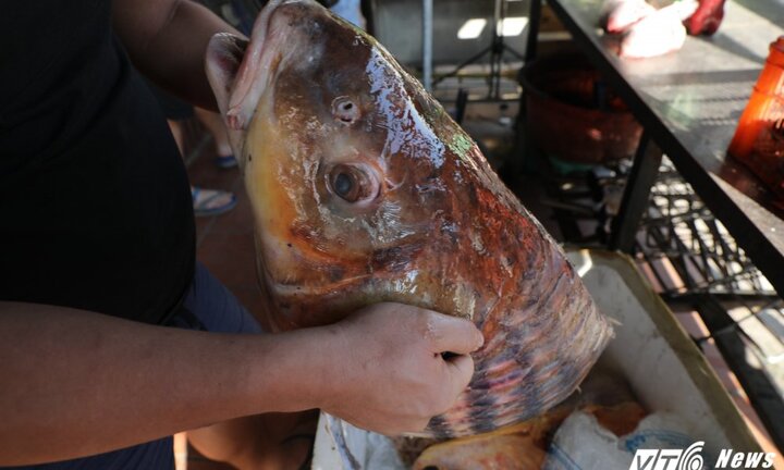 Cặp cá 'khủng' mang tên nhà vua cập bến nhà hàng giữa Thủ đô