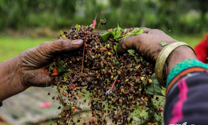 Bí mật ít người biết về hoa tam giác mạch của người Hà Giang