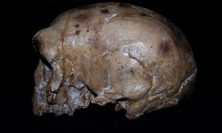 Chiếc đầu lâu đặc biệt có thể thay đổi lý thuyết tiến hóa của loài người