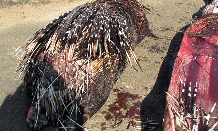 Ảnh: Liều lĩnh nuốt chửng nhím, trăn đá Nam Phi bị đâm thủng bụng