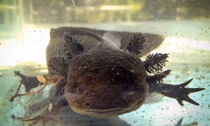 Khám phá sinh vật bí ẩn có thể tái tạo hoàn hảo các bộ phận bị tổn thương