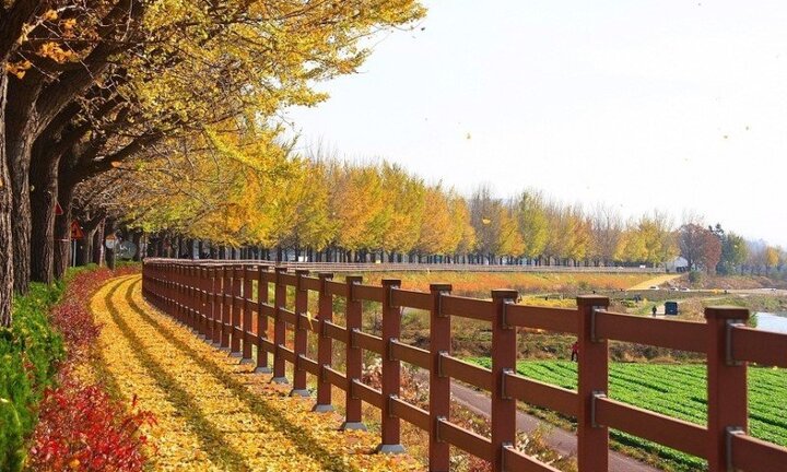 Hành trình khám phá du lịch Hàn Quốc, Nhật Bản mùa thu cùng TransViet Travel