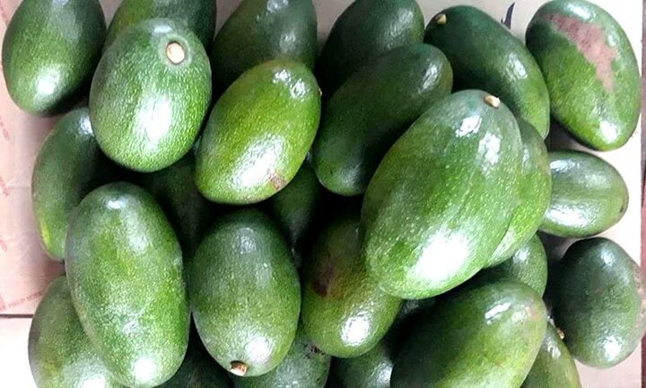 Quả bơ khổng lồ, giá cao ngất ngưởng, ai nhìn cũng ngạc nhiên