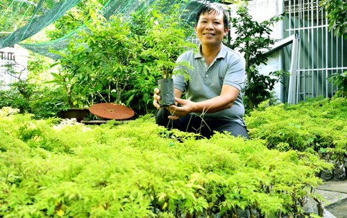 Lãi trăm triệu đồng nhờ trồng cây đinh lăng nếp