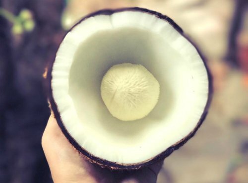 Giá cao gấp 30 lần quả, mộng dừa vẫn 'cháy hàng'