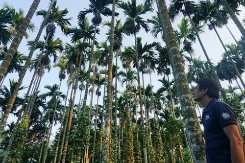 Nhà vườn thu trăm triệu nhờ cau bán sang Trung Quốc được giá