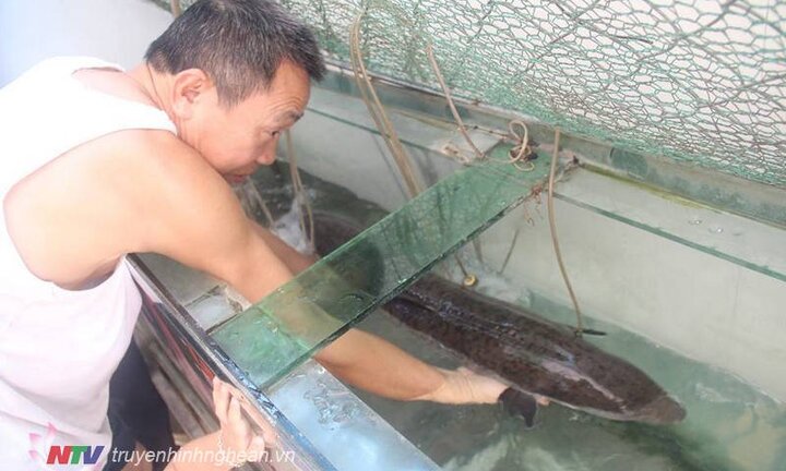 Bắt cá chình trên sông Lam, bán 1 triệu đồng/kg vẫn đắt khách