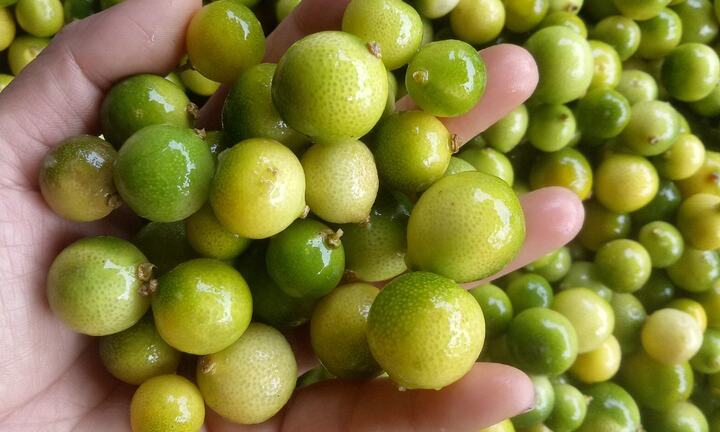 Chanh rừng lên cơn sốt, bà chủ hàng online bán cả tấn mỗi tuần