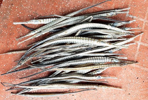 Cá lìm kìm gai tạo cơn sốt ở Cà Mau, giá 4 triệu đồng/kg