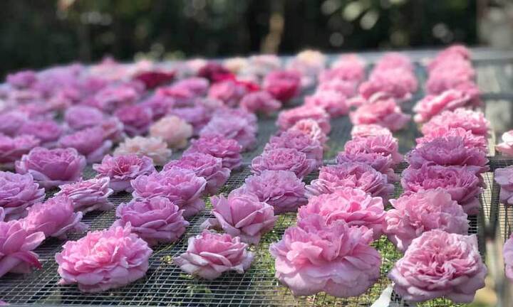 Trà hoa hồng nguyên bông 10 triệu đồng/kg, bà chủ còn không dám uống nhiều