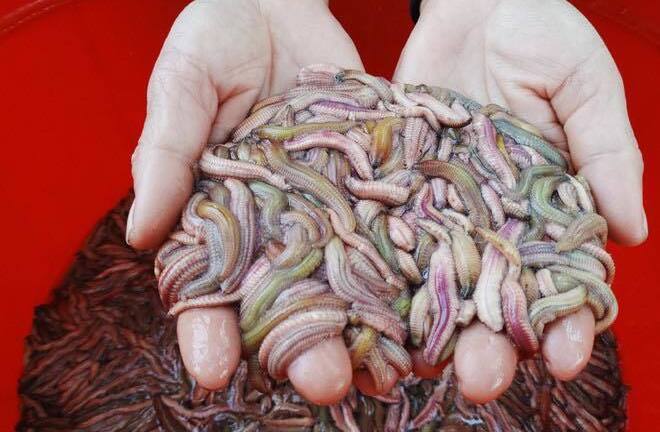 Đặc sản khách Tây 'khóc thét', dân Hà thành chi tiền triệu tìm mua