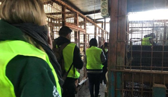 Hàn Quốc đóng cửa cơ sở giết mổ chó lớn nhất cả nước