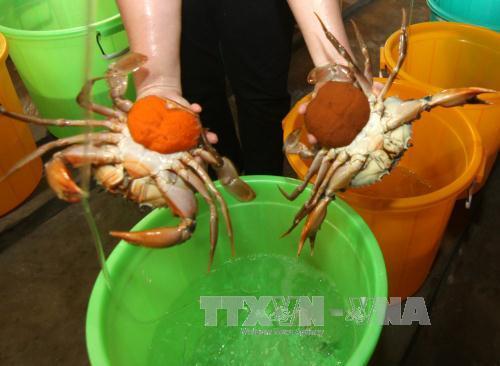 Giá cua biển Trà Vinh tăng cao, nông dân thu khoảng 80 triệu đồng/ha