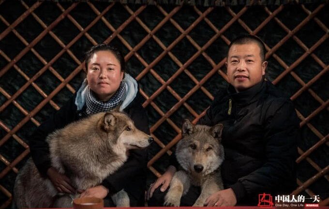 Sau nhiều lần phá sản, đôi vợ chồng chuyển hướng nuôi chó sói làm giàu
