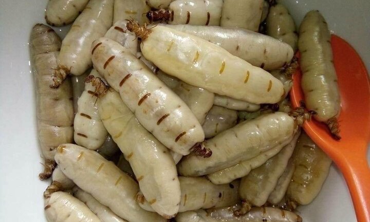 'Thần dược' mối chúa, dân Hà thành săn về tẩm bổ, giá chục triệu đồng/kg