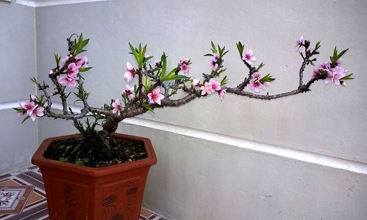 Đào thất thốn bằng chiếc đũa, bán 3 triệu đồng khách tranh nhau mua