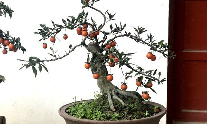 Hồng đá giá tiền tỷ được đại gia mua về chơi Tết