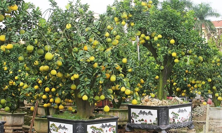 Cây bưởi cổ hiếm có: Cao hơn 1 mét, sai trĩu 300 quả vàng rực