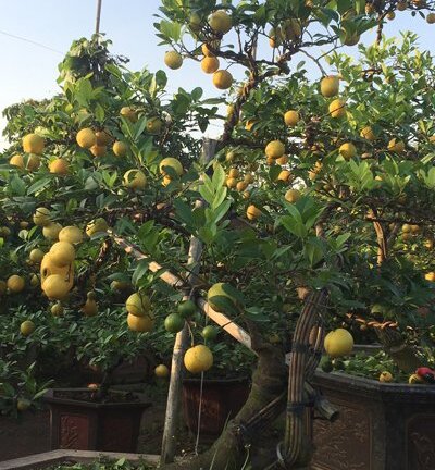 50 triệu đồng một cây chanh vàng tứ quý chơi Tết