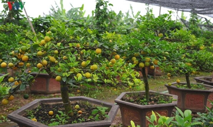 Vườn chanh vàng tứ quý bonsai 'bung lụa' chờ khách rinh về chưng Tết