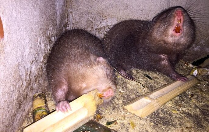 Lấy tre nuôi dúi, bỏ túi 30 triệu đồng/tháng