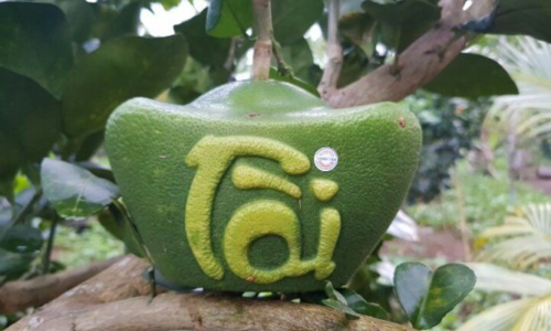 Bưởi thỏi vàng, hồ lô chưa Tết đã 'cháy' hàng