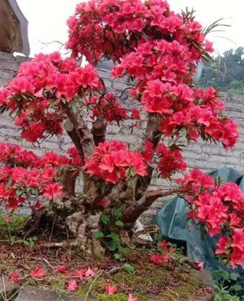 Hơn 800 trăm triệu đồng một cây đỗ quyên cổ thụ