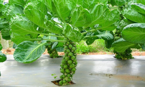 Rau củ tí hon đắt gấp 10 lần loại thường vẫn hút khách dịp Tết